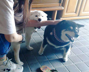 動物,犬,猫,しつけ,飼い方,育て方,病気,健康