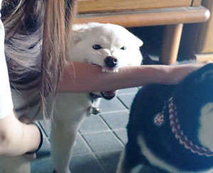 動物,犬,猫,しつけ,飼い方,育て方,病気,健康