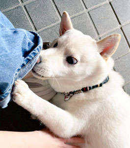 動物,犬,猫,しつけ,飼い方,育て方,病気,健康