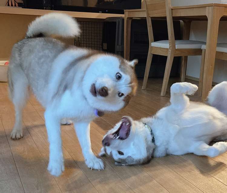 動物,犬,猫,しつけ,飼い方,育て方,病気,健康