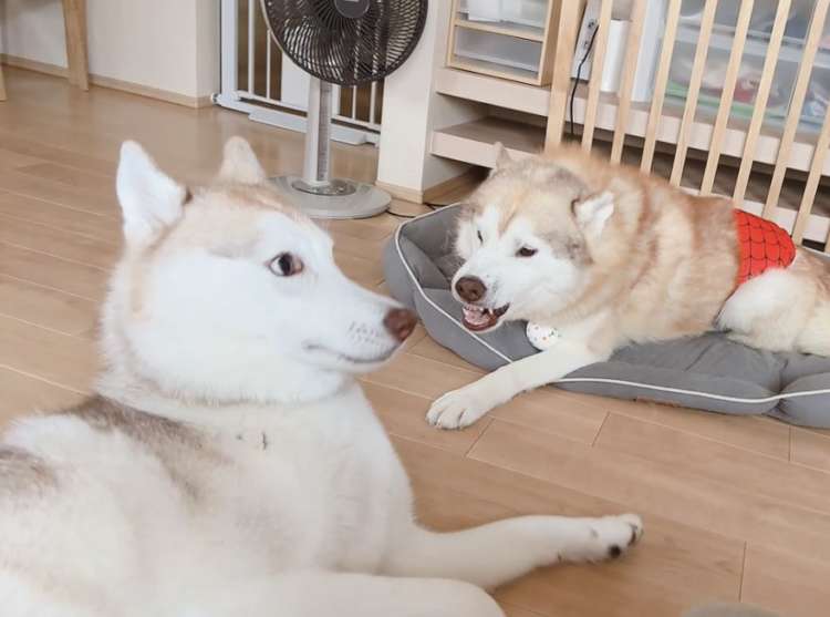 動物,犬,猫,しつけ,飼い方,育て方,病気,健康