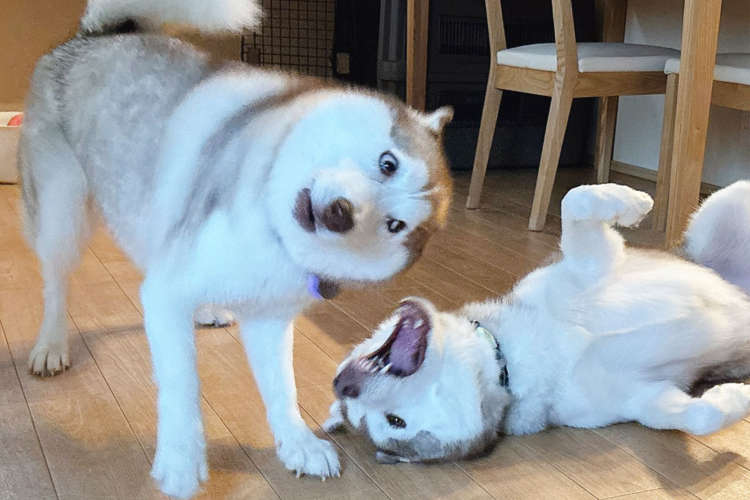 【煽りイッヌ降臨！】怒られてなんぼ！メンタル強めワンコのひょうきん具合が凄まじい〜♪