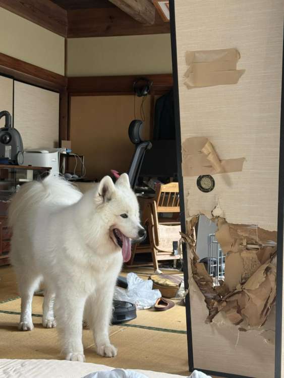 動物,犬,猫,しつけ,飼い方,育て方,病気,健康