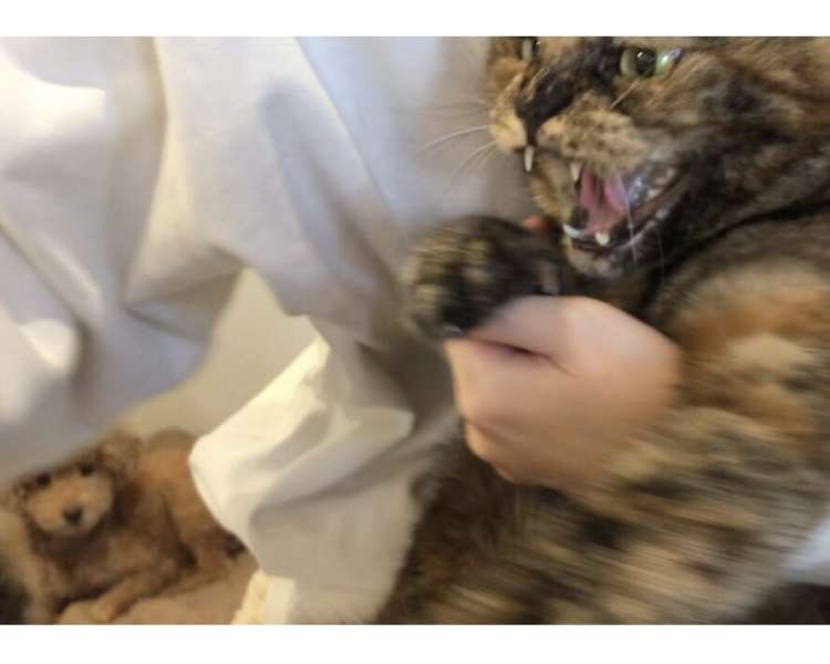 動物,犬,猫,しつけ,飼い方,育て方,病気,健康