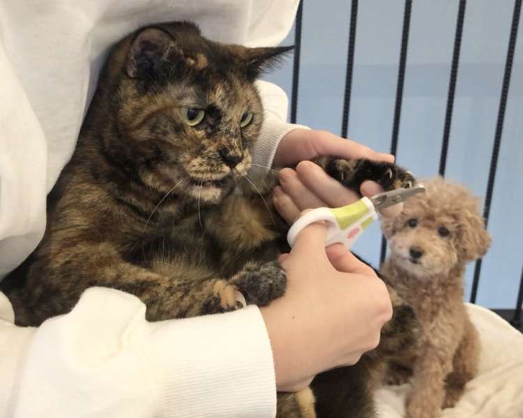 動物,犬,猫,しつけ,飼い方,育て方,病気,健康