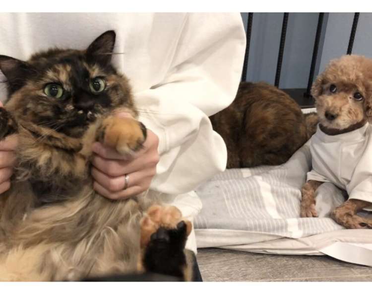 動物,犬,猫,しつけ,飼い方,育て方,病気,健康