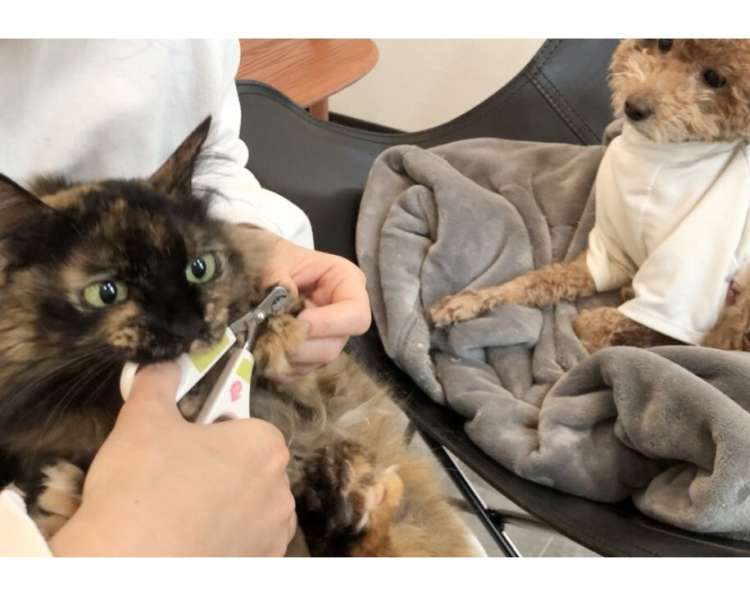 動物,犬,猫,しつけ,飼い方,育て方,病気,健康