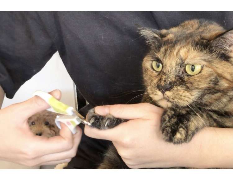 動物,犬,猫,しつけ,飼い方,育て方,病気,健康