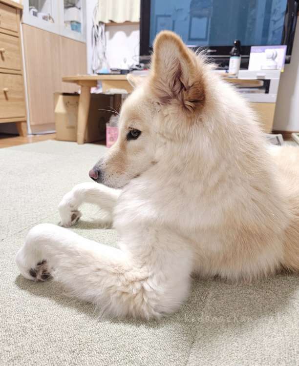 動物,犬,猫,しつけ,飼い方,育て方,病気,健康