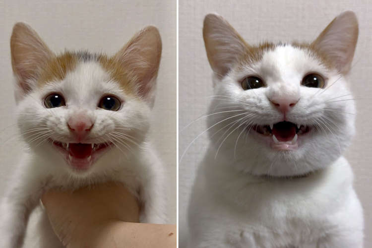 笑顔はそのまま、顔つきだけ大人に♡ 子猫と今を並べたら成長がエモすぎた！