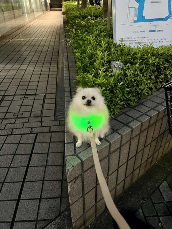 動物,犬,猫,しつけ,飼い方,育て方,病気,健康