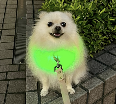 動物,犬,猫,しつけ,飼い方,育て方,病気,健康