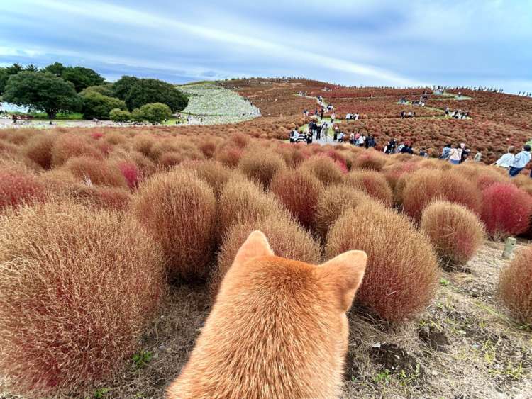 動物,犬,猫,しつけ,飼い方,育て方,病気,健康