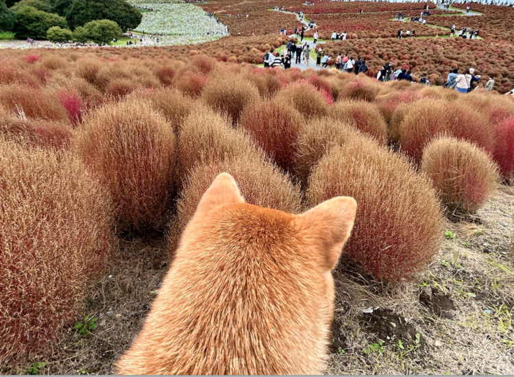 動物,犬,猫,しつけ,飼い方,育て方,病気,健康