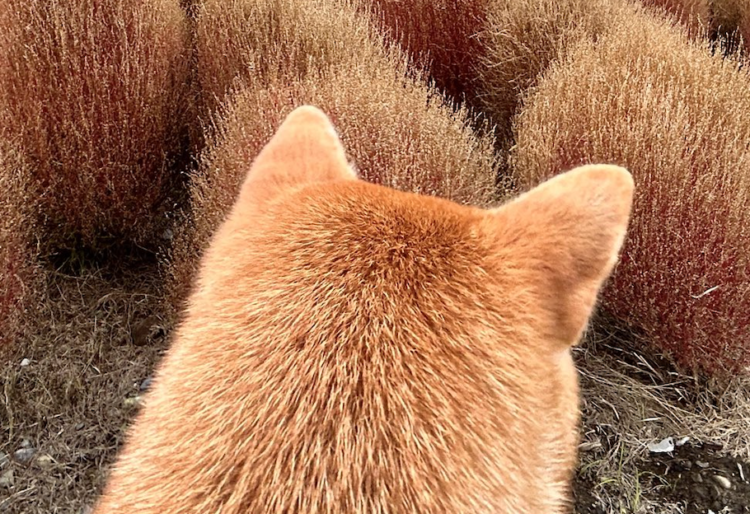 動物,犬,猫,しつけ,飼い方,育て方,病気,健康