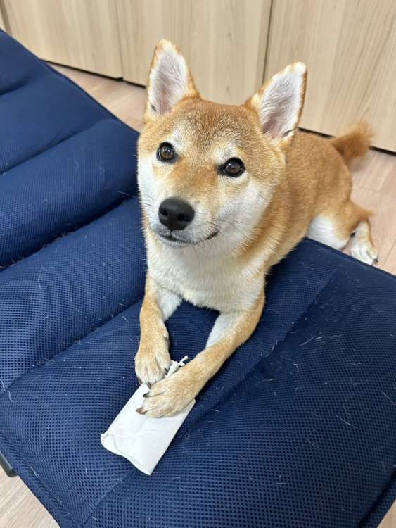 動物,犬,猫,しつけ,飼い方,育て方,病気,健康