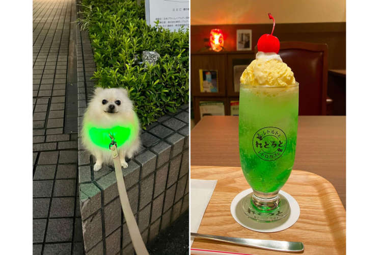 動物,犬,猫,しつけ,飼い方,育て方,病気,健康