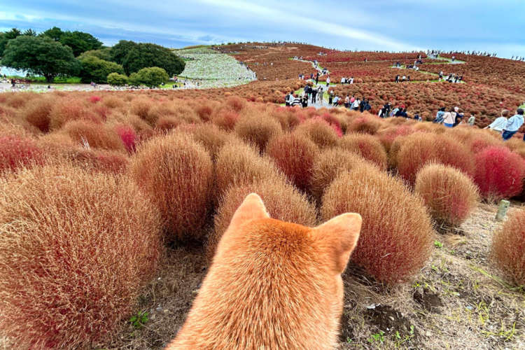 【コキアに柴犬が紛れてます】見れば見るほど柴犬の大群に見えてくる！？と話題の秋のかくれんぼ♡