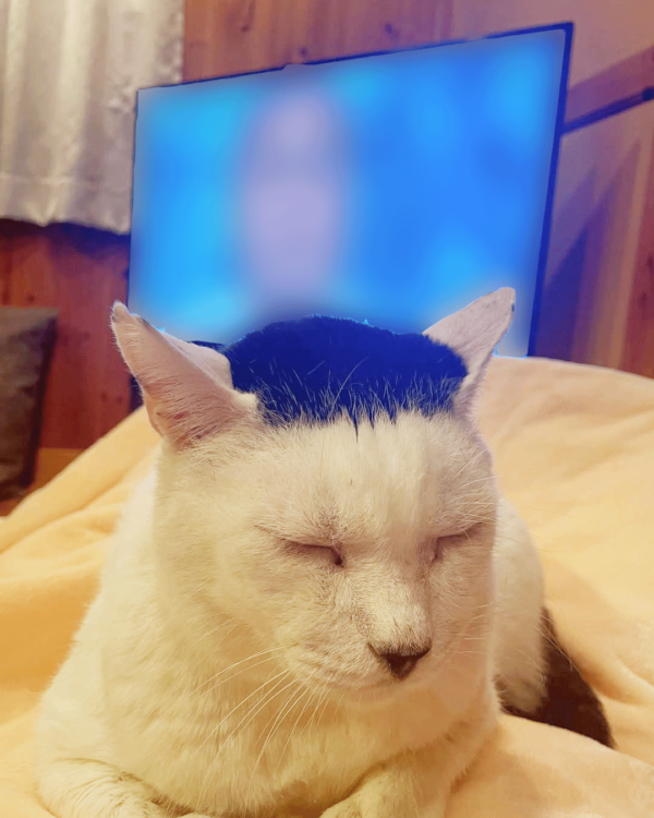 動物,犬,猫,しつけ,飼い方,育て方,病気,健康