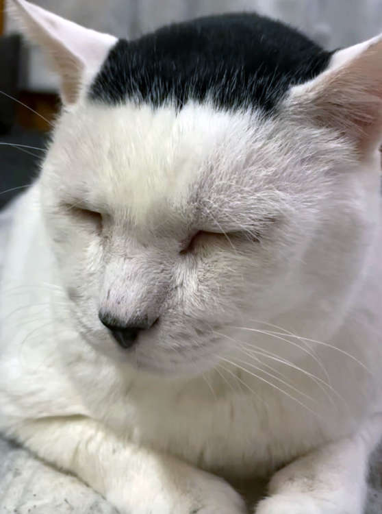 動物,犬,猫,しつけ,飼い方,育て方,病気,健康