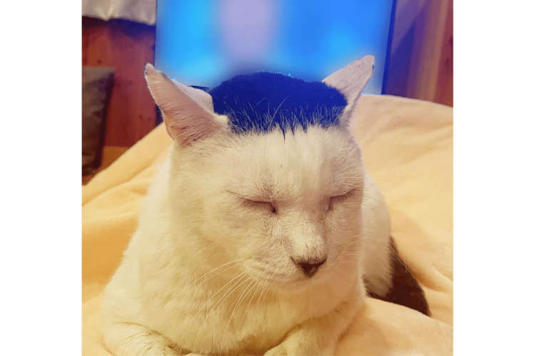 【前髪が完全に◯川たかし!?】 パツッと黒海苔ヘアの保護猫・磯部海苔男くんが話題に♡