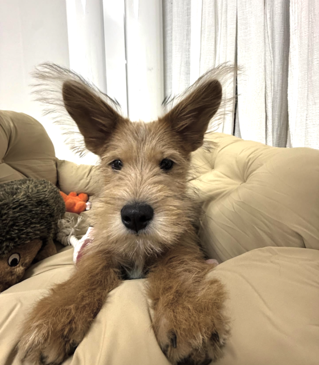 動物,犬,猫,しつけ,飼い方,育て方,病気,健康