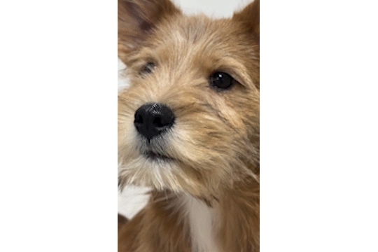 動物,犬,猫,しつけ,飼い方,育て方,病気,健康