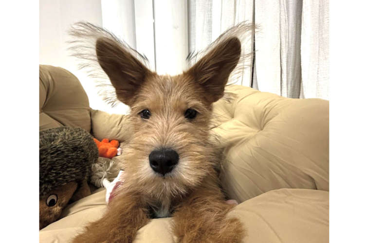 【まるで綿毛、もはや綿毛！？】息をかけたら飛んでいきそうな、耳毛がフワッフワなワンコ♡