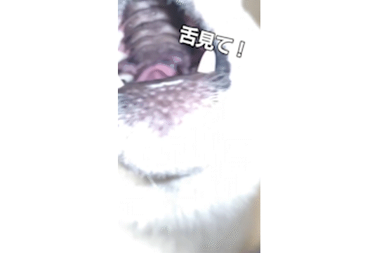 動物,犬,猫,しつけ,飼い方,育て方,病気,健康