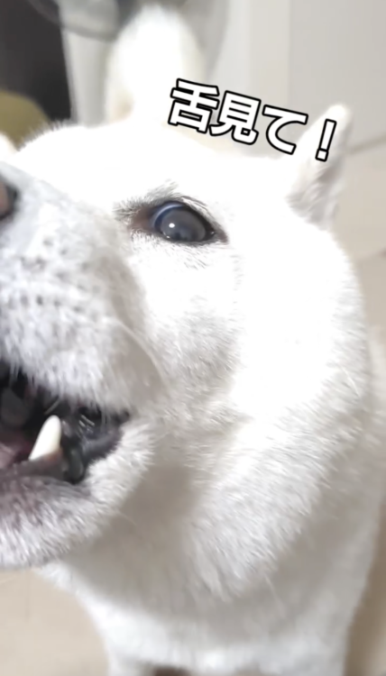 動物,犬,猫,しつけ,飼い方,育て方,病気,健康