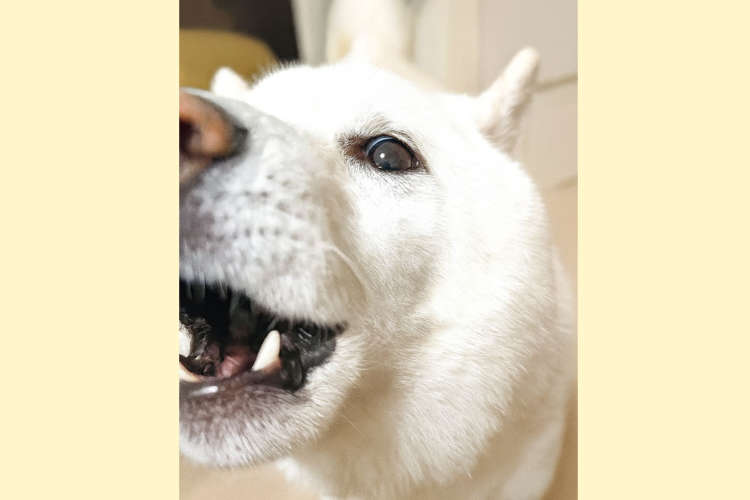 【Rの発音】遠吠え中の口の中を覗いてみたら、かなりネイティブな舌の使い方をしていた！