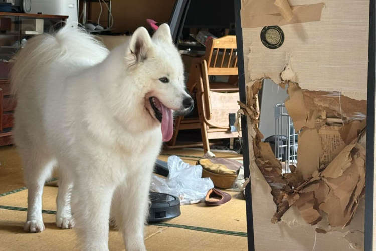 【犬飼いさんのオシャレな家、見せてほしい】→風通しを良くした愛犬のリフォーム投稿に驚愕。