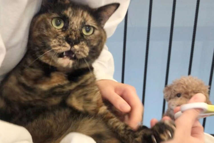 【爪切りの いつも後ろに 犬がいる】主、心の俳句。背後霊系トイプーの映り込み率が100%すぎた