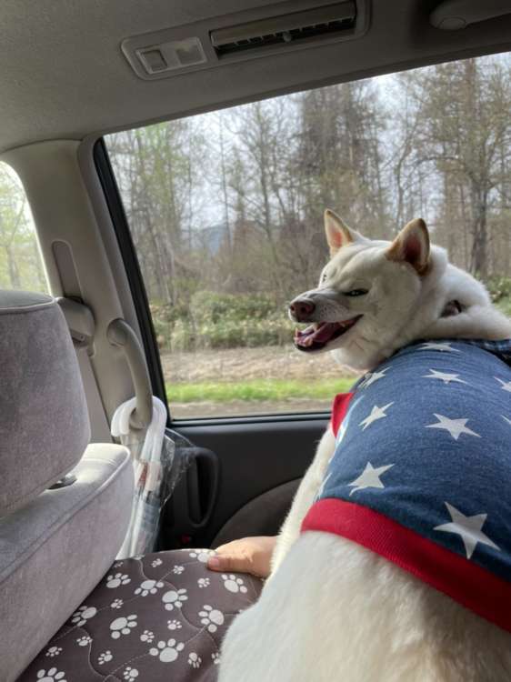 動物,犬,猫,しつけ,飼い方,育て方,病気,健康