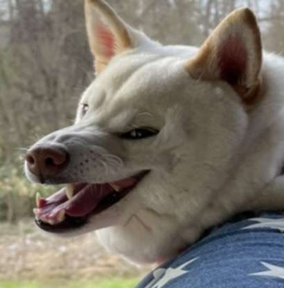 動物,犬,猫,しつけ,飼い方,育て方,病気,健康