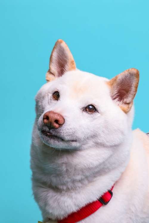 動物,犬,猫,しつけ,飼い方,育て方,病気,健康