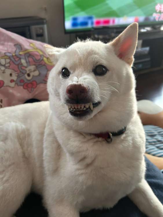 動物,犬,猫,しつけ,飼い方,育て方,病気,健康