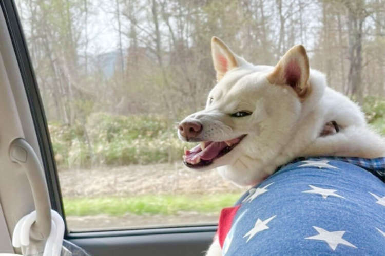 【Q : 怒ってる?笑ってる?】愛犬が振り向くと、もののけ級の迫力顔! → 実は〇〇顔だった♪