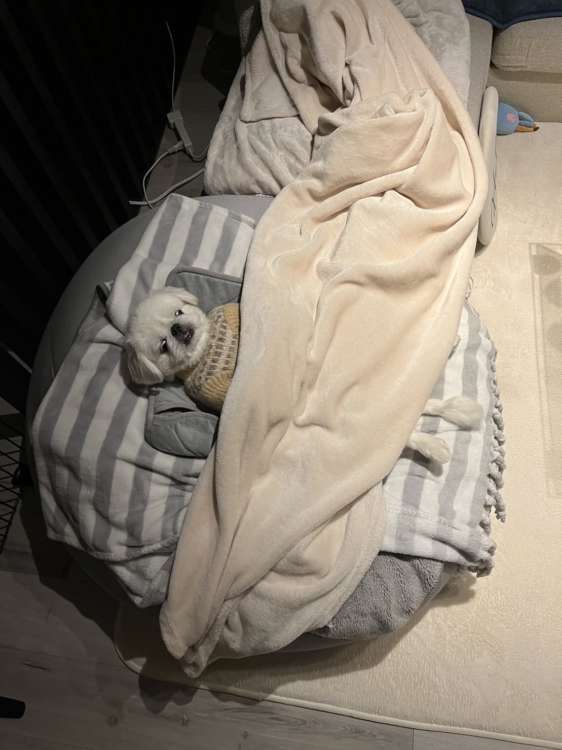 動物,犬,猫,しつけ,飼い方,育て方,病気,健康