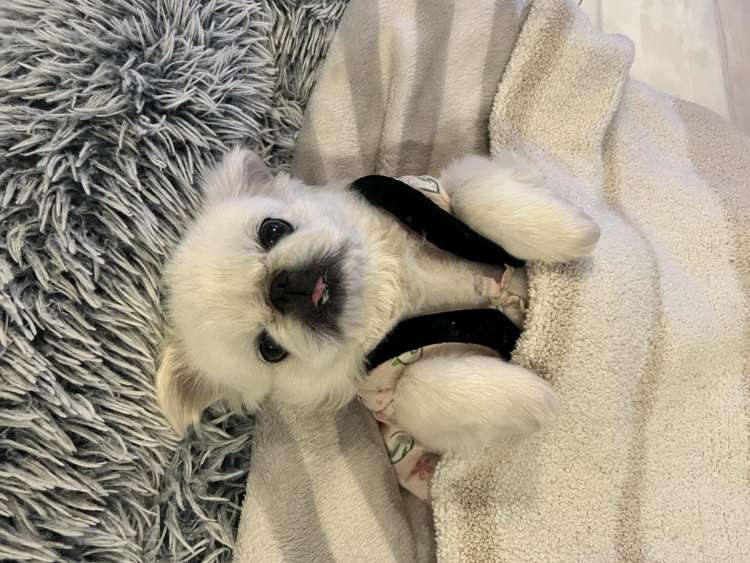 動物,犬,猫,しつけ,飼い方,育て方,病気,健康