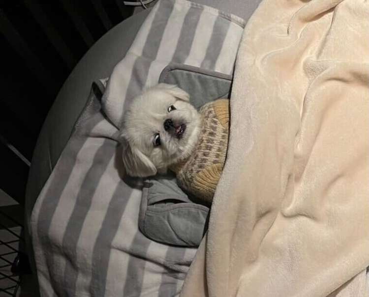 動物,犬,猫,しつけ,飼い方,育て方,病気,健康