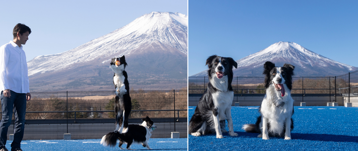 動物,犬,猫,しつけ,飼い方,育て方,病気,健康