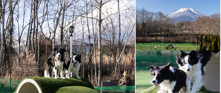 動物,犬,猫,しつけ,飼い方,育て方,病気,健康