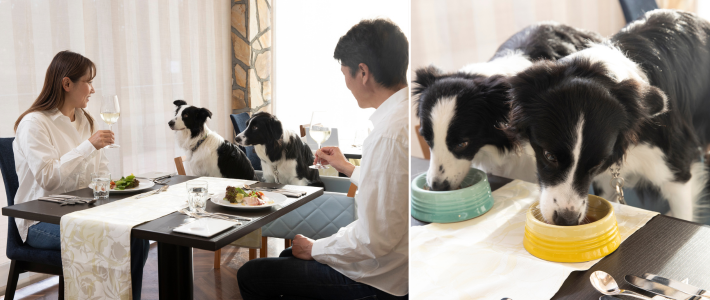 動物,犬,猫,しつけ,飼い方,育て方,病気,健康