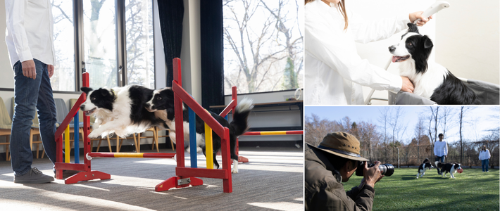 動物,犬,猫,しつけ,飼い方,育て方,病気,健康