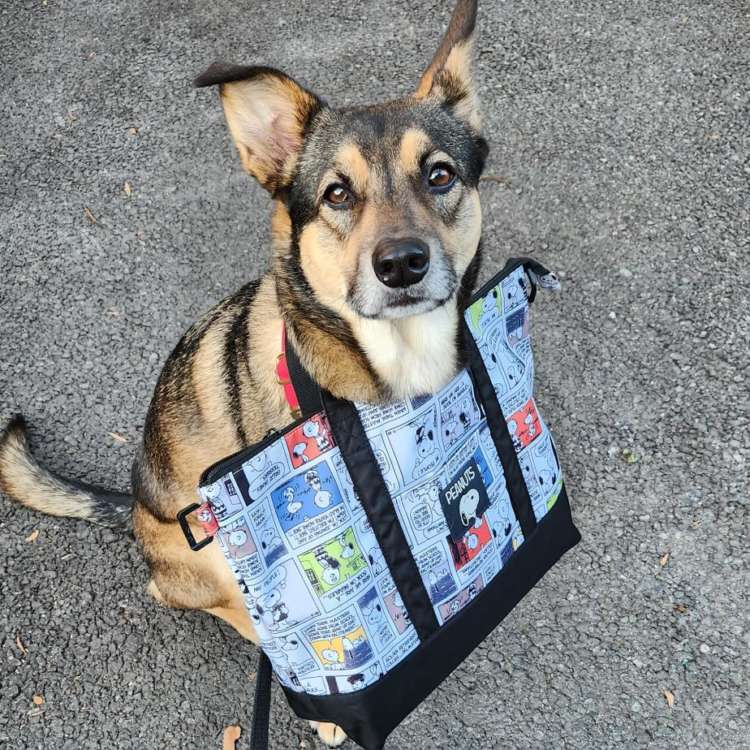 動物,犬,猫,しつけ,飼い方,育て方,病気,健康