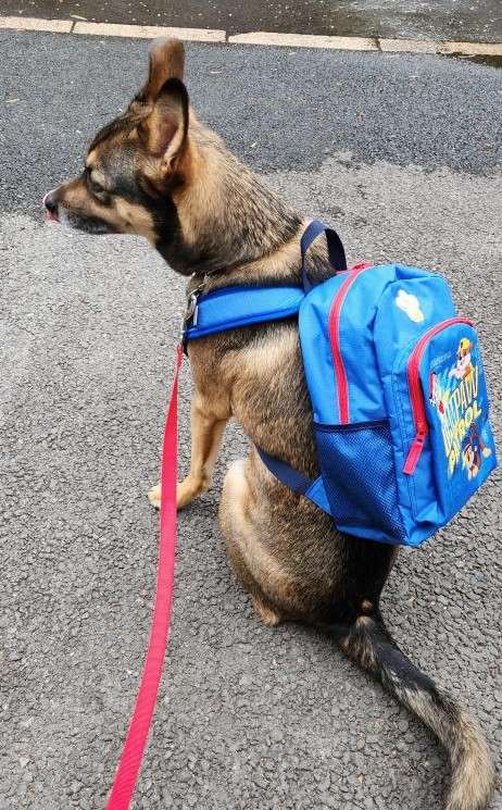 動物,犬,猫,しつけ,飼い方,育て方,病気,健康