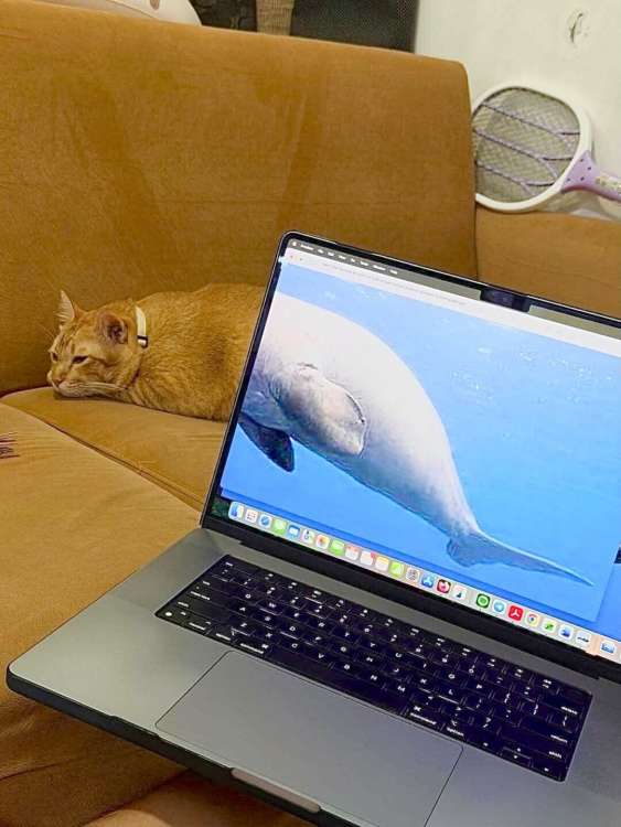 動物,犬,猫,しつけ,飼い方,育て方,病気,健康