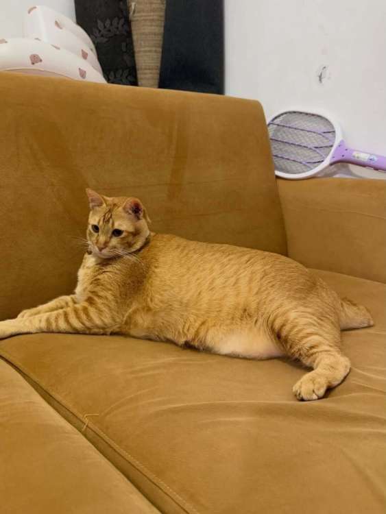 動物,犬,猫,しつけ,飼い方,育て方,病気,健康