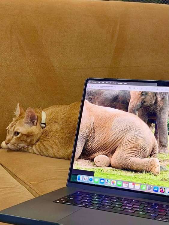 動物,犬,猫,しつけ,飼い方,育て方,病気,健康